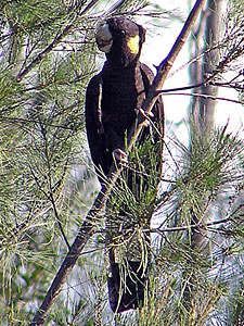 Yellow-tailed Black Cockatoo