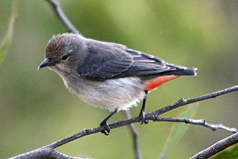 Female Mistletoebird