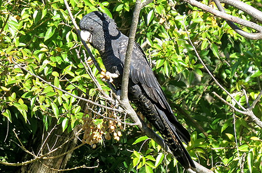 Red-tailed Black Cockatoo - females