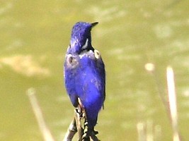 Azure Kingfisher