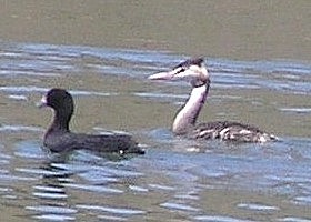 Eurasian Coot and Great-crested Grebe