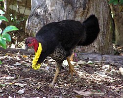 Australian Brush Turkey