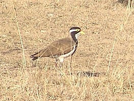 Banded Lapwing