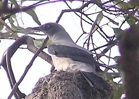 Ground Cuckoo-shrike at the nest