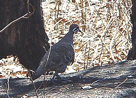 Squatter Pigeon