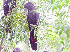 Male Red-tailed Black Cockatoo