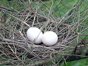 Bar-shouldered Dove's nest