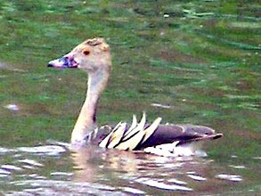 Plumed Whistling-duck