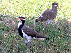 Banded Lapwing