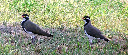 Banded Lapwings