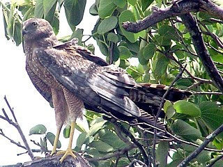 Spotted Harrier