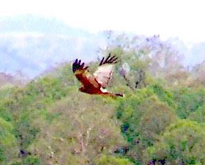 Spotted Harrier