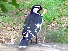 Australian Magpie-lark