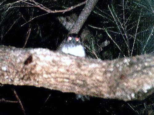 Owlet Nightjar