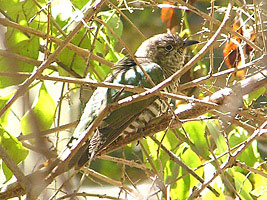 Shining Bronze-cuckoo
