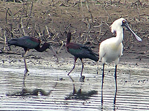 Glossy Ibis and Royal Spoonbill