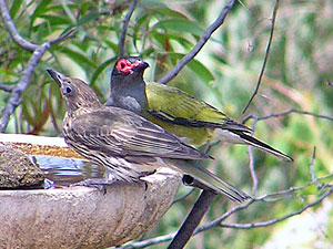 Female and Male Figbird