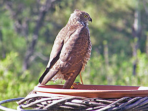 Collared Sparrowhawk