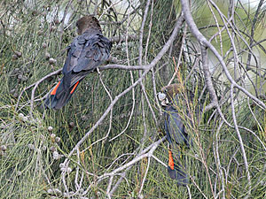 Glossy Black Cockatoo male and female