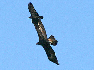 Wedge-tailed Eagle and Torresian Crow