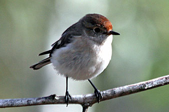 Female Red-capped Robin