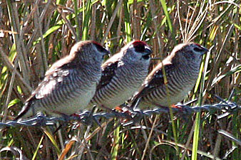 Plum-headed Finches