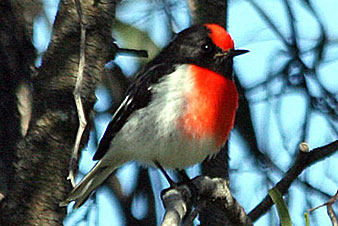Red-capped Robin