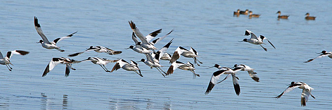Red-necked Avocets