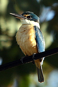 Sacred Kingfisher