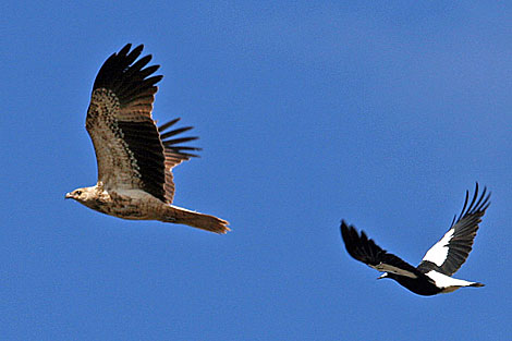 Whistling Kite and Australian Magpie