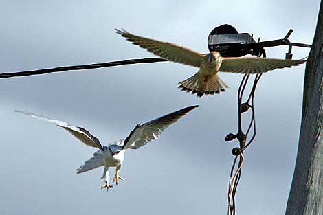 Black-shouldered Kite and Nankeen Kestrel