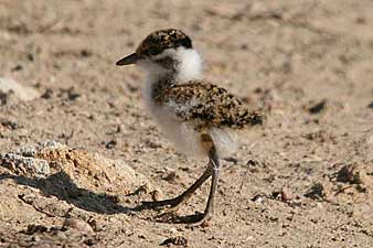 Banded Lapwing chick