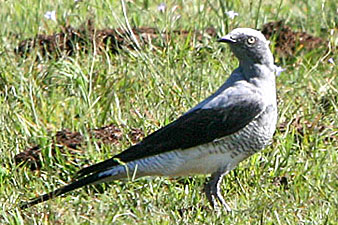 Ground Cuckoo-shrike