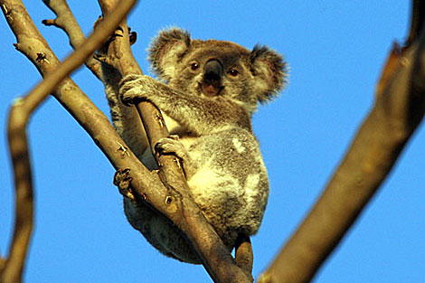 Koala at Abberton