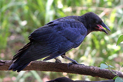 Torresian Crow - immature