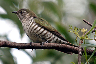 Shining Bronze-Cuckoo