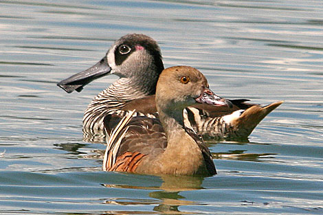 Pink-eared Duck and Plumed Whistling-Duck