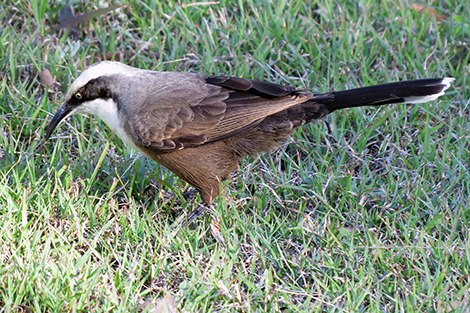 Grey-crownedbabbler