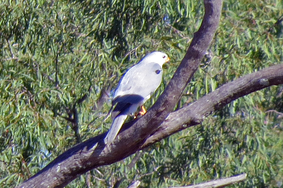 Grey Goshawk