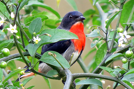 Mistletoebird