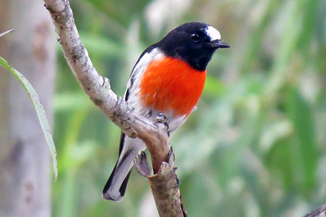 Scarlet Robin