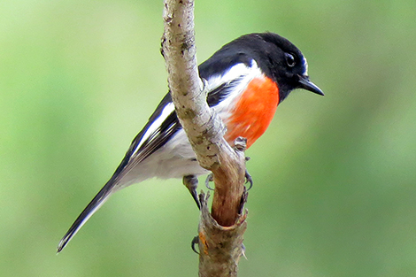 Scarlet Robin