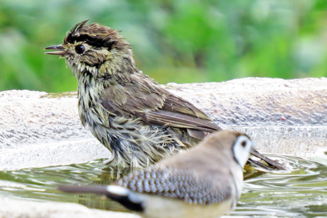 Speckled Warbler