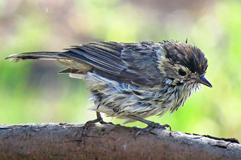 Speckled Warbler