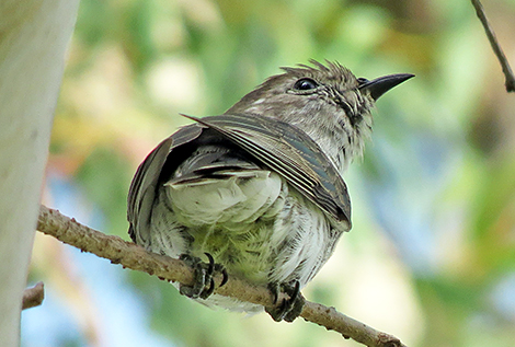 Little Bronze-Cuckoo