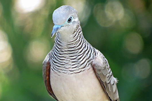 Peaceful Dove