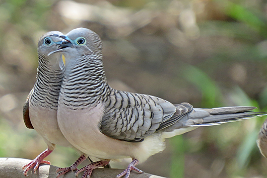 Peaceful Dove