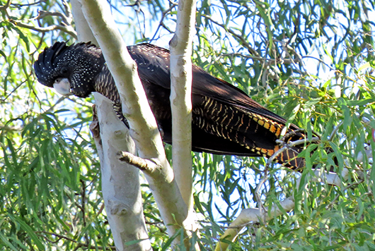 Red-tailed Black Cockatoo