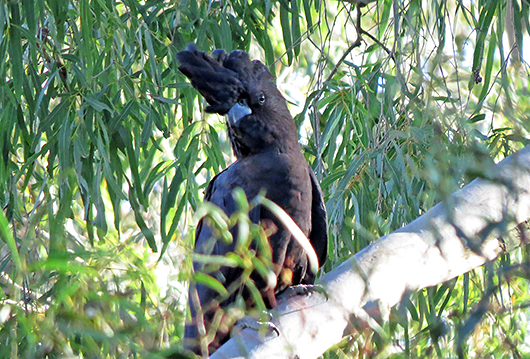 Red-tailed Black Cockatoo