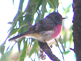 Rose Robin at Abberton 